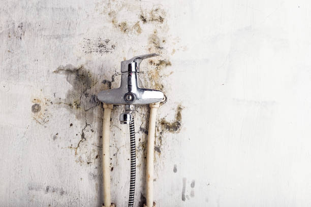 Best Mold Removal Company Near Me  in Wildwood, FL
