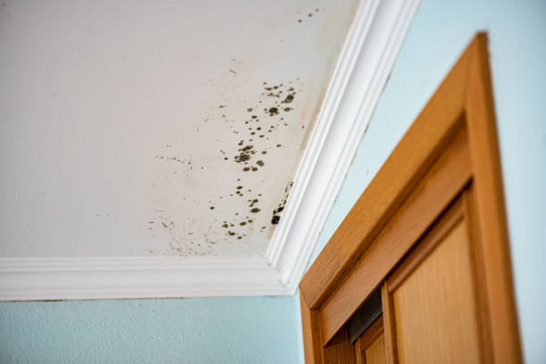 Best Emergency Mold Removal  in Wildwood, FL