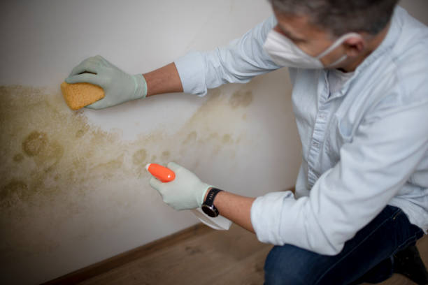 Best Commercial Mold Removal  in Wildwood, FL