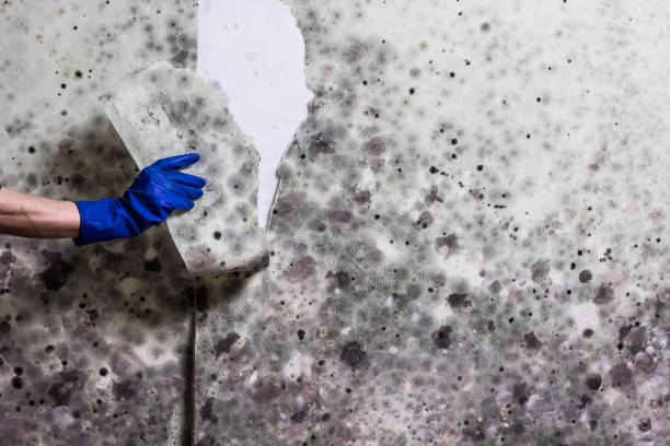 Best Water Damage Restoration  in Wildwood, FL