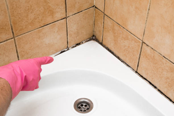 Best Professional Mold Removal  in Wildwood, FL