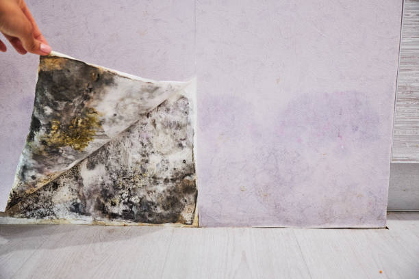 Office Mold Removal Services in Wildwood, FL